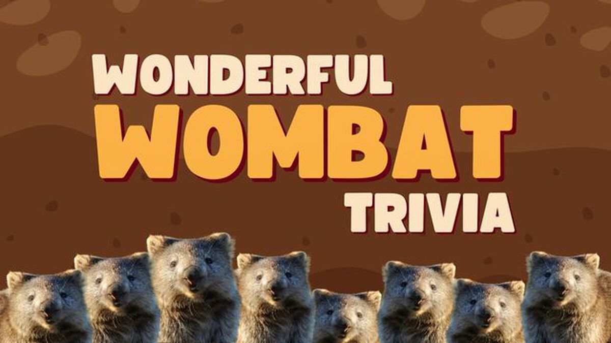 Wonderful Wombat Trivia image number null